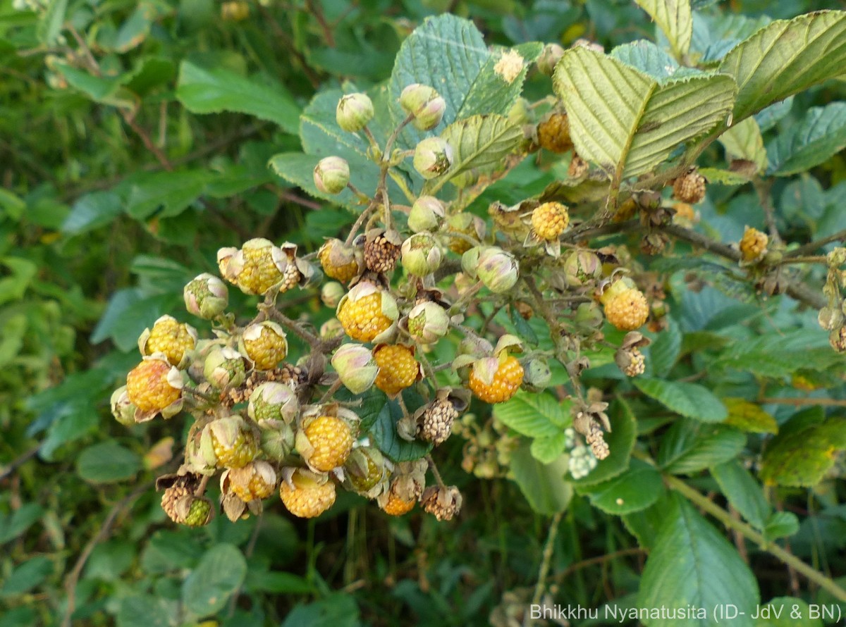 Rubus ellipticus Sm.